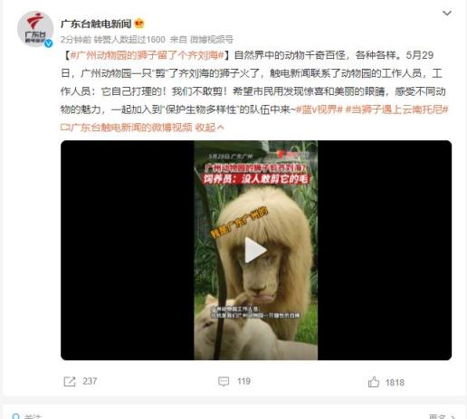 给狮子剪齐刘海？广州动物园回应