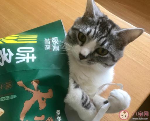 为啥这届年轻人都那么喜欢宠物,养猫好还是养狗好