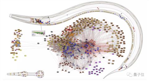 最高精度“线虫大脑”来了：蠕动前行,高精度还原大脑