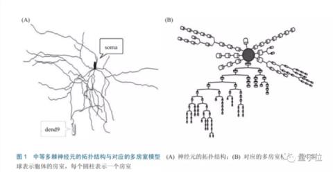 最高精度“线虫大脑”来了：蠕动前行,高精度还原大脑