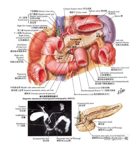 胰腺在人体的哪个部位图解(胰腺在人体的哪个部位图解视频)