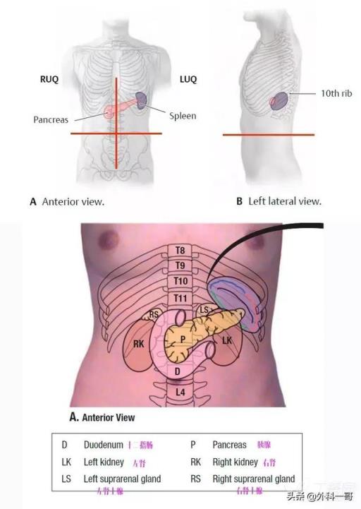 胰腺在人体的哪个部位图解(胰腺在人体的哪个部位图解视频)