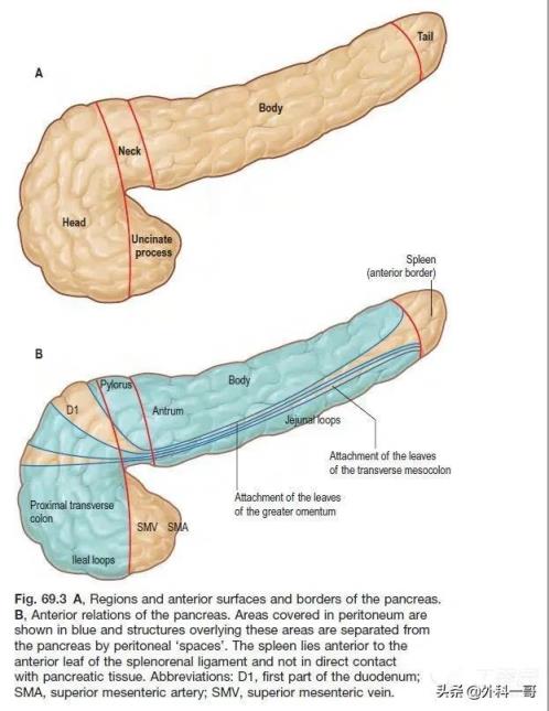 胰腺在人体的哪个部位图解(胰腺在人体的哪个部位图解视频)