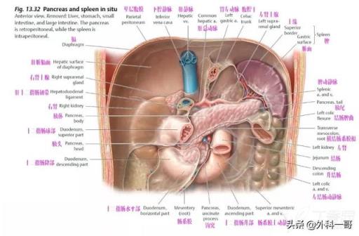 胰腺在人体的哪个部位图解(胰腺在人体的哪个部位图解视频)