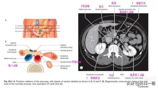 胰腺在人体的哪个部位图解(胰腺在人体的哪个部位图解视频)