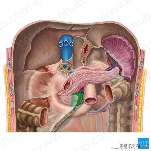 胰腺在人体的哪个部位图解(胰腺在人体的哪个部位图解视频)