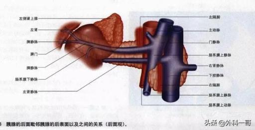 胰腺在人体的哪个部位图解(胰腺在人体的哪个部位图解视频)