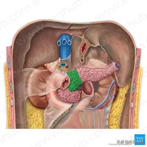 胰腺在人体的哪个部位图解(胰腺在人体的哪个部位图解视频)