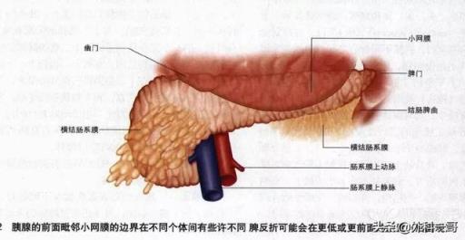 胰腺在人体的哪个部位图解(胰腺在人体的哪个部位图解视频)