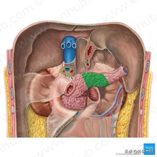 胰腺在人体的哪个部位图解(胰腺在人体的哪个部位图解视频)