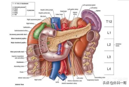胰腺在人体的哪个部位图解(胰腺在人体的哪个部位图解视频)