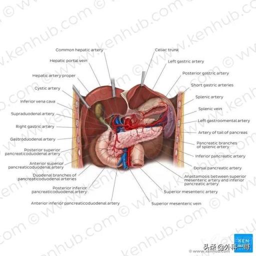 胰腺在人体的哪个部位图解(胰腺在人体的哪个部位图解视频)