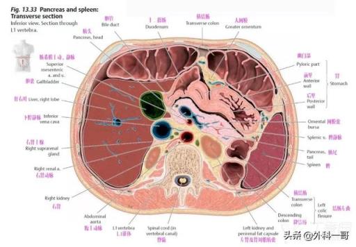 胰腺在人体的哪个部位图解(胰腺在人体的哪个部位图解视频)