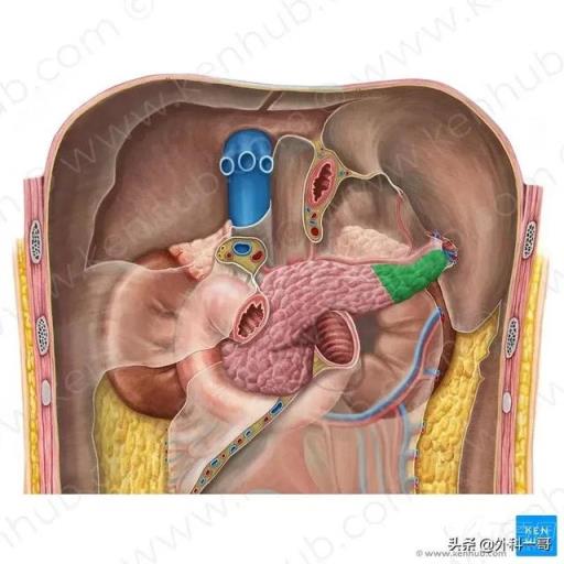 胰腺在人体的哪个部位图解(胰腺在人体的哪个部位图解视频)