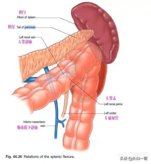 胰腺在人体的哪个部位图解(胰腺在人体的哪个部位图解视频)