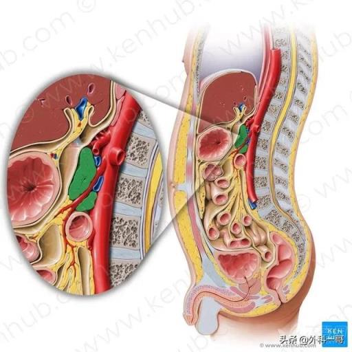 胰腺在人体的哪个部位图解(胰腺在人体的哪个部位图解视频)