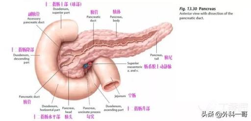 胰腺在人体的哪个部位图解(胰腺在人体的哪个部位图解视频)