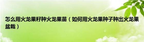 怎么用火龙果籽种火龙果苗(如何用火龙果种子种出火龙果盆栽)