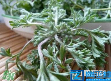 三种人不宜吃白蒿(白蒿的功效与作用禁忌)