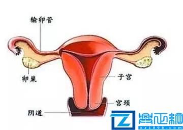 女性没了子宫还算是女人吗？到底与正常女性有何区别？