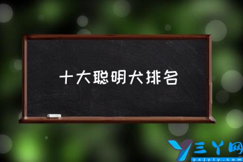 十大聪明犬排名,目前哪些狗狗人气最高？