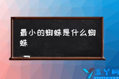 最小的蜘蛛是什么蜘蛛,世界上最弱小的蜘蛛？