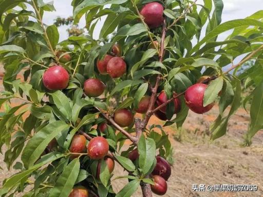 湖北黄冈适合种植什么花卉？(浠水创业)