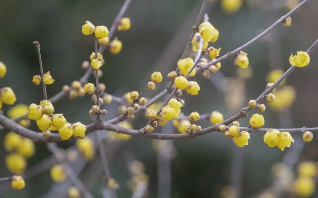 不识庐山真面目只缘身在此山中的成语是什么（不识庐山真面目四字成语）