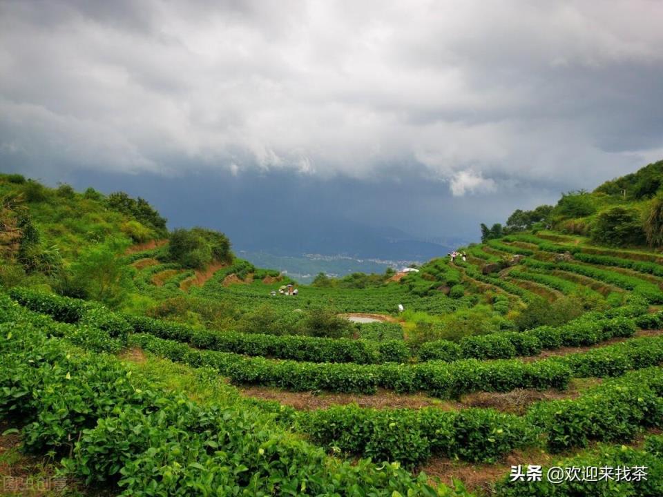 福建茶叶品牌十大名茶(福建茶叶品牌排行榜前10名)