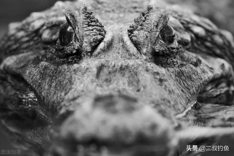 亚马逊河十大恐怖生物(亚马逊河深处的十种可怕生物)