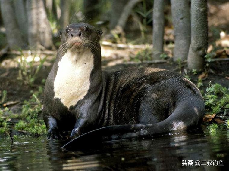 亚马逊河十大恐怖生物(亚马逊河深处的十种可怕生物)