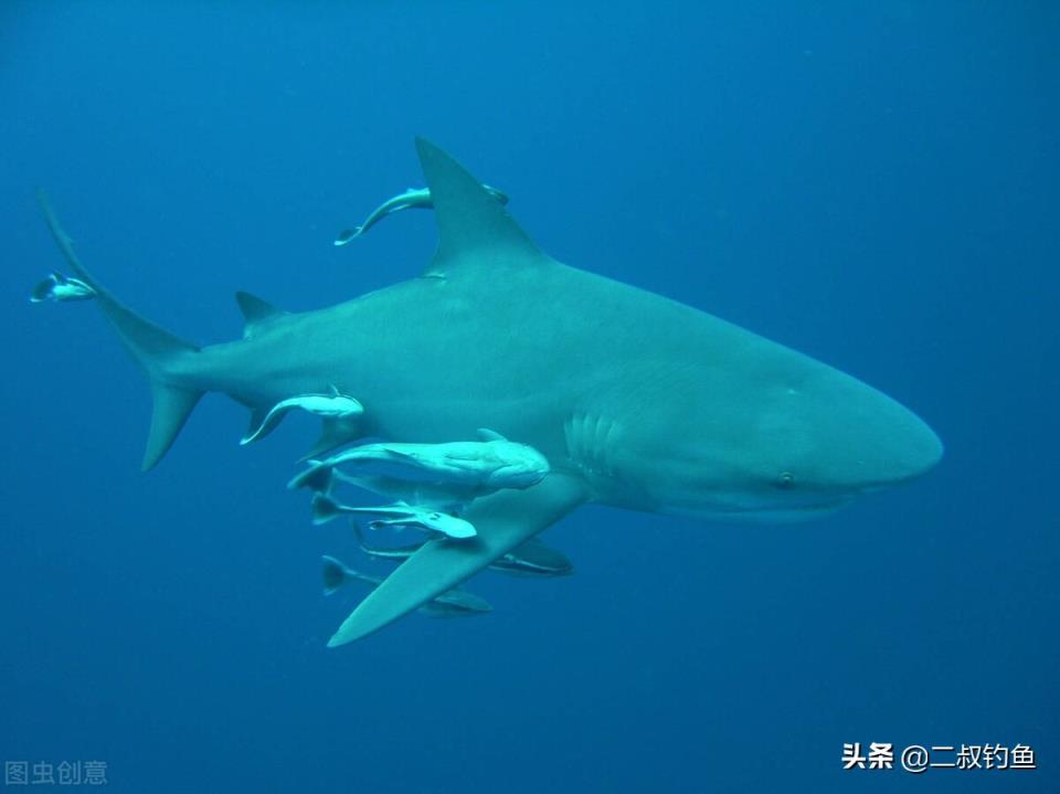 亚马逊河十大恐怖生物(亚马逊河深处的十种可怕生物)