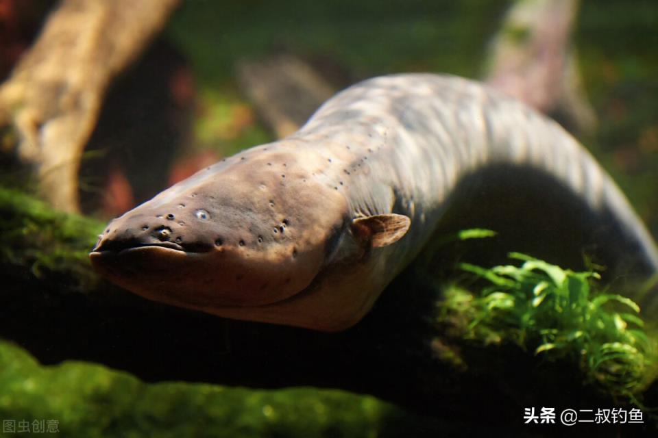 亚马逊河十大恐怖生物(亚马逊河深处的十种可怕生物)