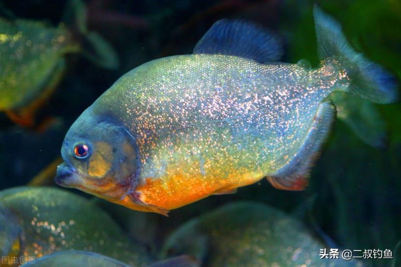 亚马逊河十大恐怖生物(亚马逊河深处的十种可怕生物)