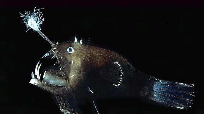 海底一万米的恐怖生物图片