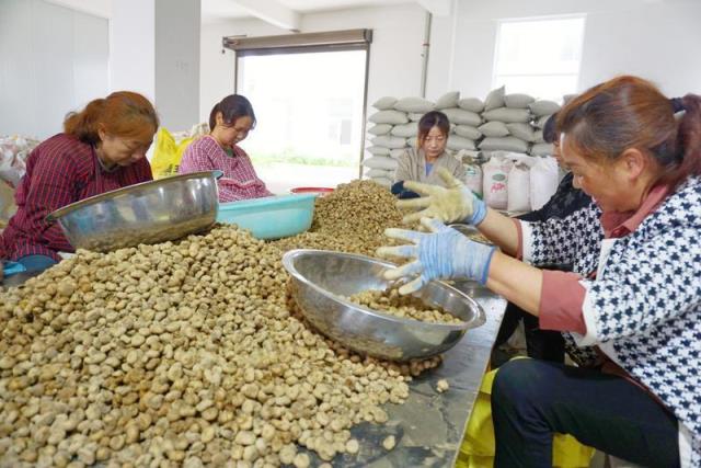 种植面积约占全国65% 城固8.5万亩元胡丰收（汉中元胡最新价格行情）